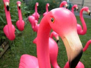 Verleih: Flamingo Flocking